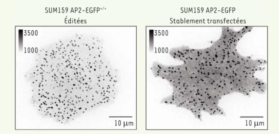 Figure 1. Comparaison de la fluorescence de la sous-unité  s 2 du complexe AP2 dans des cellules  SUM159 éditées via TALEN (panel de gauche) ou transfectées de façon stable avec l’ADN  complé-mentaire de  s 2 (panel de droite).