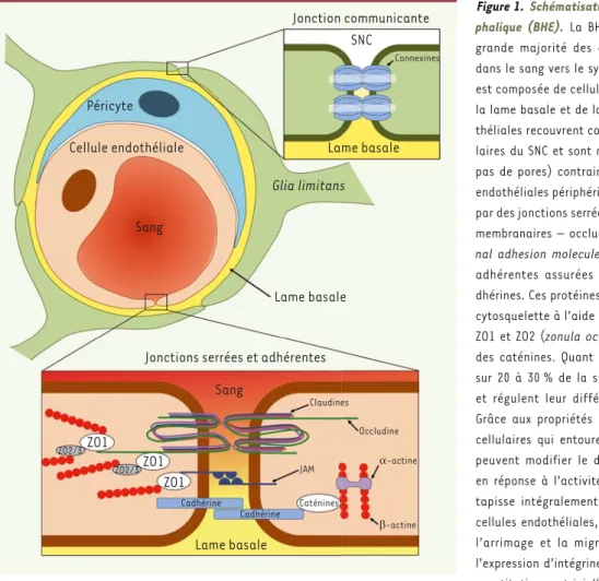 Figure 1.  Schématisation de la barrière hémato-encé- hémato-encé-phalique (BHE). La BHE empêche la pénétration de la  grande majorité des agents et des cellules circulant  dans le sang vers le système nerveux central (SNC)