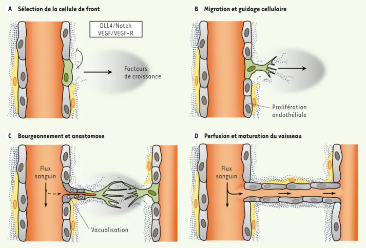 Figure 1. Les étapes de l’angiogenèse normale. A. Une concentration adéquate en VEGF (vascular endothelial growth factor) permet l’expression  du DLL4 (delta-like ligand 4) dans la cellule de front et l’activation de la voie de signalisation impliquant son