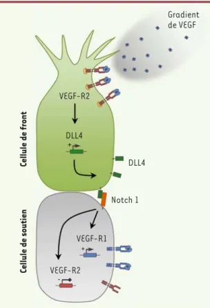 Figure 2. Les mécanismes moléculaires de sélection de la cellule  de front.  Un gradient de VEGF (vascular endothelial growth  factor) permet d’activer son récepteur VEGF-R2 et d’induire  la transcription de DLL4 (delta-like ligand 4) dans la cellule  de f