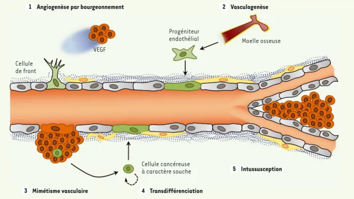 Figure 3. Les différents modes de formation des vaisseaux tumoraux. 1. L’angiogenèse par bourgeonnement qui dépend des gradients en VEGF  conduisant à la sélection d’une ou plusieurs cellules de front