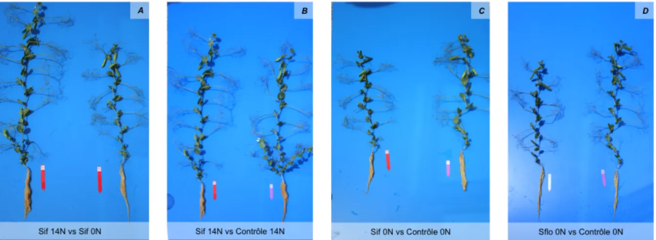 Figure 7 : effets différentiels sur le phénotype de l’application d’un stress hydrique au stade initiation  florale et à floraison