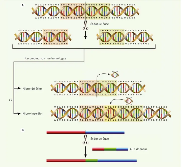 Figure 1. Principes de l’édition du génome à l’aide de nucléases. Plusieurs sortes d’endonucléases (méganucléases, nucléases à doigts de zinc,  nucléases TAL effecteur et la combinaison d’un ARN guide et d’une Cas9) peuvent être conçues et produites par de