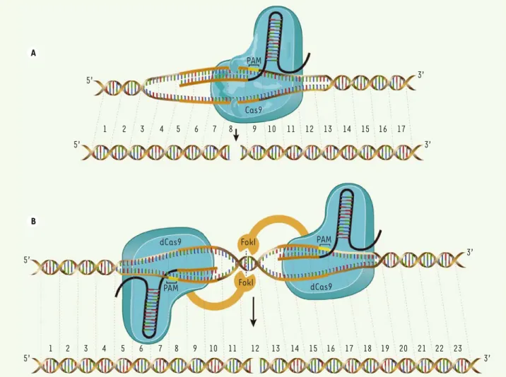 Figure 2. Représentation du système CRISPR/Cas9. A. Pour couper un gène avec la méthode CRISPR, il faut un ARN guide (ARNg) (noir et marron)  complémentaire à une séquence de 17 à 20 nucléotides du gène ciblé