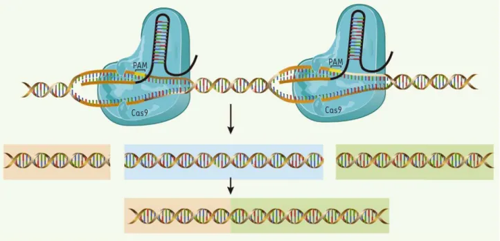 Figure 3. Utilisation du système CRISPR/Cas pour éliminer une séquence d’ADN. Il est possible de couper, en utilisant deux ARN guide (ARNg), les  deux brins d’ADN à deux endroits dans un même chromosome