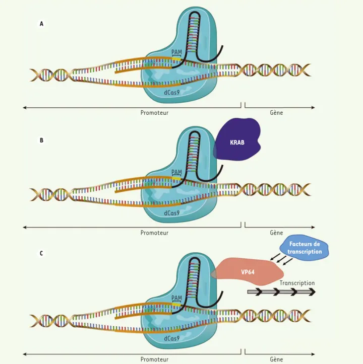 Figure 4. Modifications de l’expression d’un gène par le système CRISPR/Cas9. Le système CRISPR peut être utilisé pour réprimer ou induire l’expres- l’expres-sion d’un gène