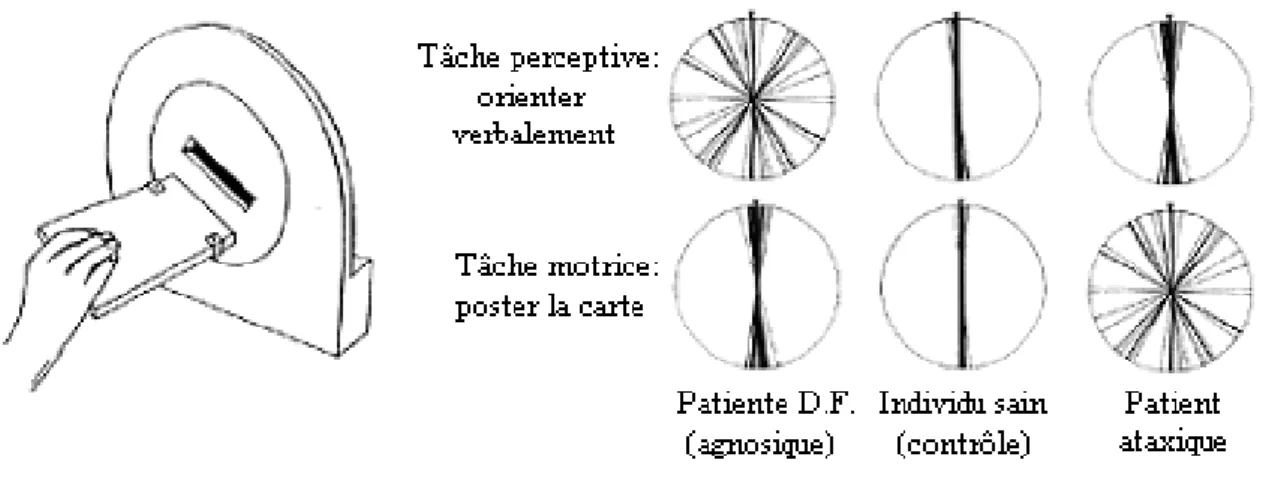 Figure 3. Comparaison des réponses motrice (poster une carte dans une fente) et perceptive (faire  correspondre l’orientation de la carte avec la fente sans poster) entre la patiente agnosique D.F