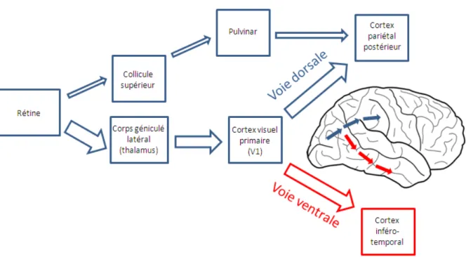 Figure 4. Représentation des voies ventrale et dorsale au sein du système visuel. La voie ventrale projette  du cortex visuel primaire V1 vers le cortex inféro-temporal et la voie dorsale projette de V1 vers le cortex  pariétal postérieur