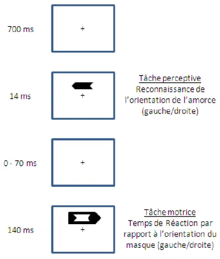 Figure 8. Procédure utilisée par Vorberg et al. (2003). Les participants doivent réagir au plus vite (TR) à  l’orientation du masque (gauche ou droite) puis décider de l’orientation de l’amorce (gauche ou droite)
