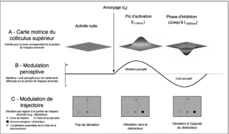 Figure 1. Représentation schématique des effets de l’orientation de l’attention spatiale provoquée par un amorçage.