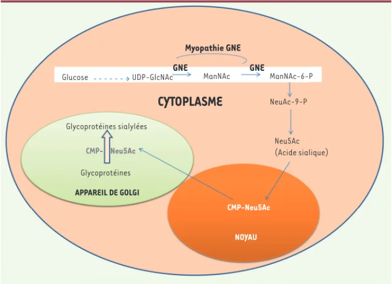 Figure 1. Biosynthèse de l’acide  sialique.