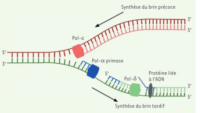 Figure 2. Des segments d’ADN synthétisés par  Pol-a sont retenus à l’extrémité 5’ des  frag-ments d’Okazaki après la réplication du brin  tardif près des sites de liaison de protéines