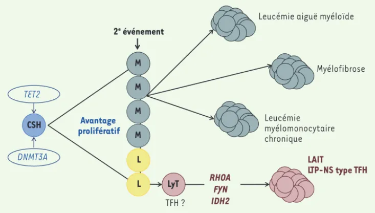 Figure 1. Modèle de lymphomagenèse  des LAIT et LTP-NS TFH-like. CSH :  cellule souche hématopoïétique