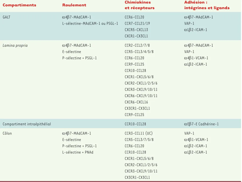 Tableau I. Les molécules d’adhésion impliquées dans le recrutement lymphocytaire intestinal selon les différentes sections de l’intestin