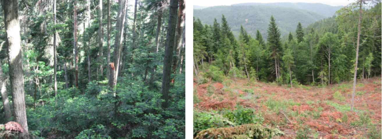 Figure 17. – Chantier forestier bois-énergie dégradant les valeurs d’un peuplement. Florian Le Meur, juin 2010