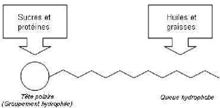 Figure 1. Schéma simplifié d'un tensioactif. 