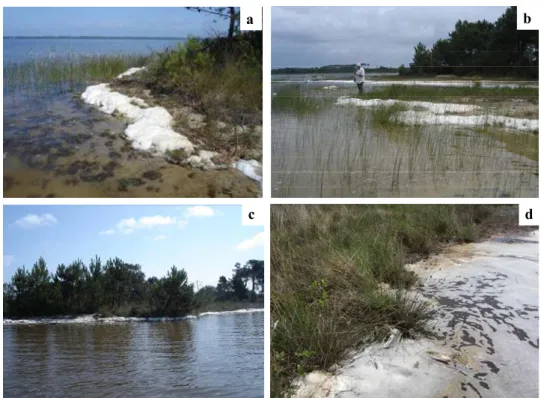 Figure 45. Microalgues identifiés dans la mousse prélevée dans les lacs d’Hourtin et Lacanau