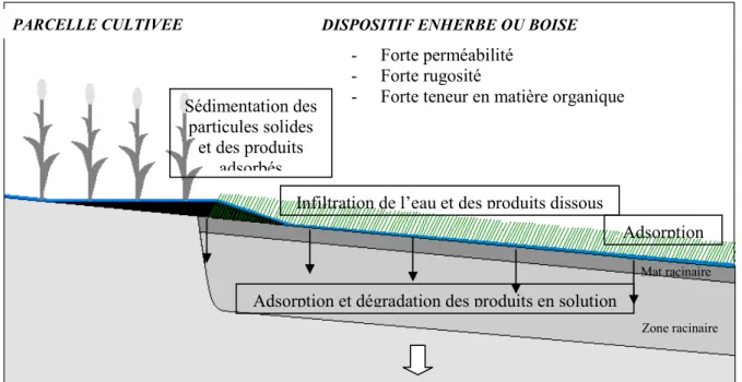 Figure 7. Processus d’interception des produits phytosanitaires par les dispositifs enherbées ou boisés