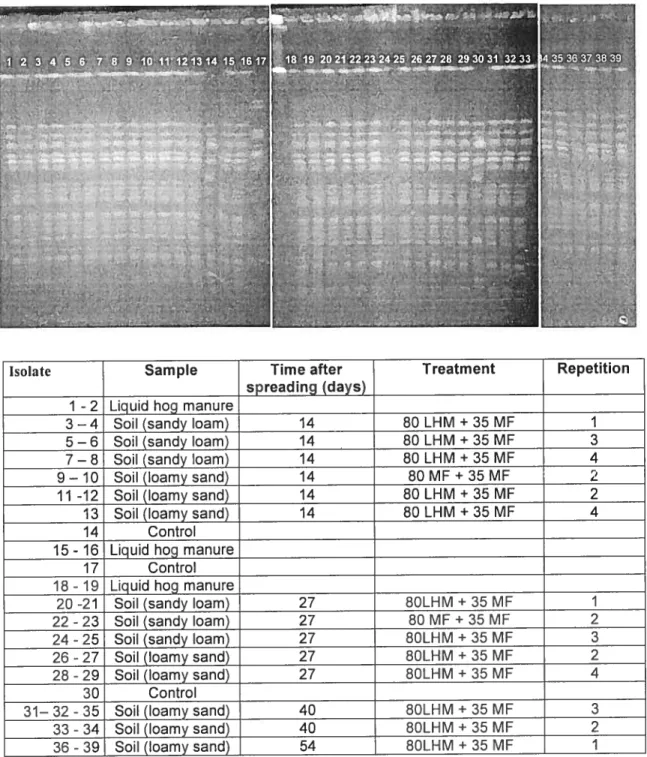 Figure 4.3. Genetic profiles of Salmonella ïsolates (restriction enzyme Spel) found in Iiquid hog manure and in sou after liquid hog manure spreading in the production of pickiing cucumber.