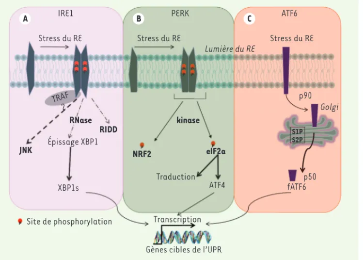 Figure 1.  La réponse au stress lié  à l’accumulation de protéines mal  repliées dans le réticulum  endo-plasmique (RE)