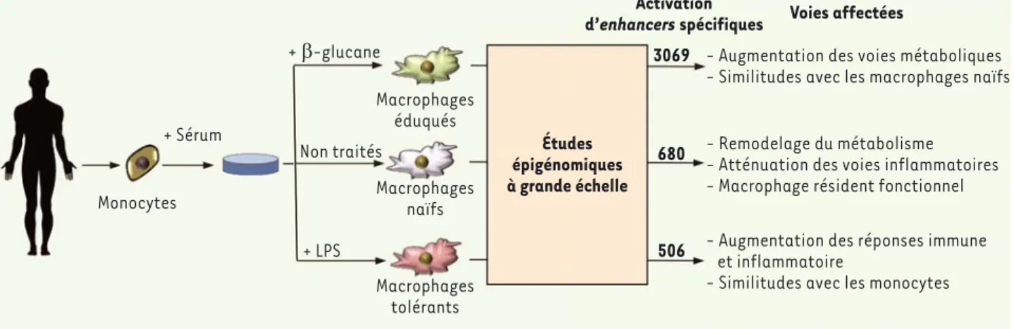 Figure 1. Reprogrammation épigénétique lors des différents états de différenciation des macrophages