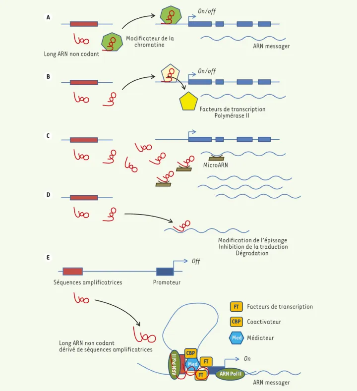 Figure 1. Rôles des longs ARN non codants. Les longs ARN non codants agissent à travers divers mécanismes pour réguler l’expression des gènes  codants
