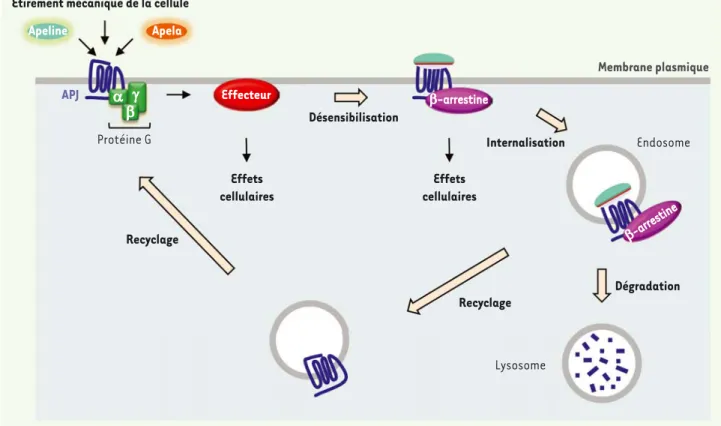 Figure 2. APJ, un récepteur aux multiples voies d’activation. L’activation d’APJ par l’apeline A, l’apela, ou un étirement mécanique de la cellule,  engendre l’activation de différentes voies de signalisation (protéines G et recrutement des E-arrestines), 