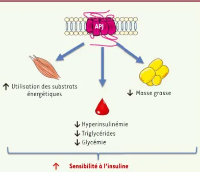 Figure 3.Les principaux effets métaboliques de l’apeline chez la souris obèse et  résistante à l’insuline