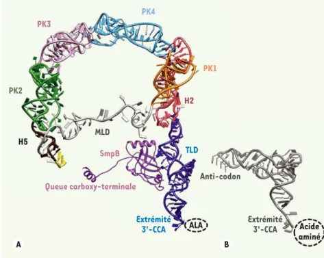 Figure 3. Comparaison des structures tridi- tridi-mensionnelles du complexe ARNtm-SmPB  et d’un ARNt