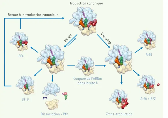 Figure 5. Illustration des  différents systèmes de  sau-vetage contre le blocage  des ribosomes bactériens