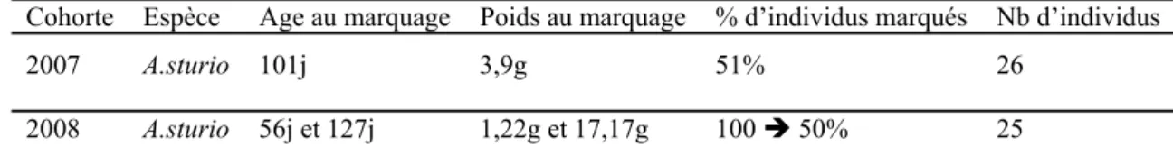 Tab. 1 : Efficacité du marquage à la tétracycline (300ppm-8h) utilisé sur l’esturgeon européen
