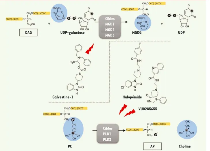 Figure 2. Deux criblages indépendants ont montré que des dérivés du pipéridinyl-benzimidazolone inhibent des enzymes impliquées dans la conver- conver-sion de glycérolipides