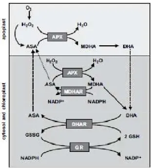 Figure 4 : Schéma du cycle Halliwell-Asada-Foyer. D'après Castagna et Ranieri (2008). 