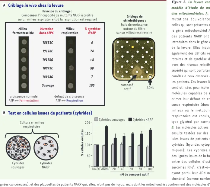 Figure 2. La levure comme  modèle d’étude de  mala-dies mitochondriales. A. Des  mutations équivalentes à  celles qui sont présentes dans  le gène mitochondrial ATP6  des patients NARP ont été  introduites dans le gène ATP6  de la levure