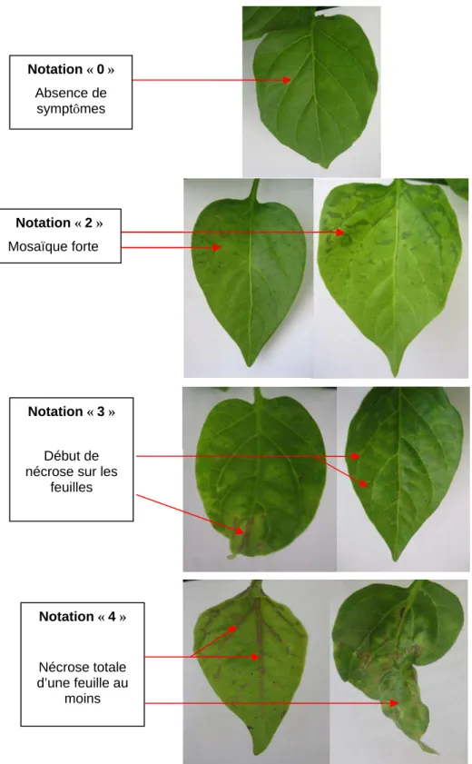 Figure 9: Grille de notation (tableau 1) des symptômes observés chez les piments infectés par le PVY