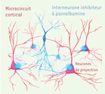 Figure 1. Microcircuit cortical composé d’un interneurone inhibiteur GABAergique expri- expri-mant la parvalbumine (en bleu) et de cellules de projection excitatrices (en rouge)