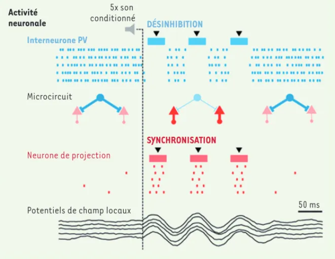 Figure 2. Mécanismes corticaux permettant l’expression des réponses émotionnelles de peur par  le biais des interneurones à parvalbumine