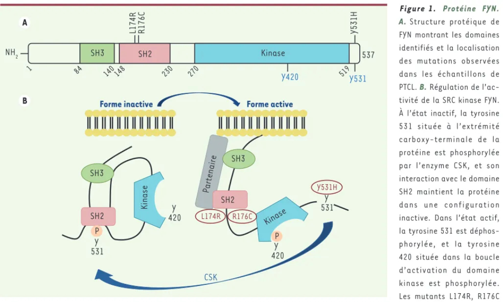 Figure 1.  Protéine FYN. 