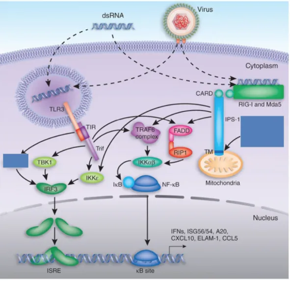 Figure 2 : Activation d'IRF3 par différents PRR 