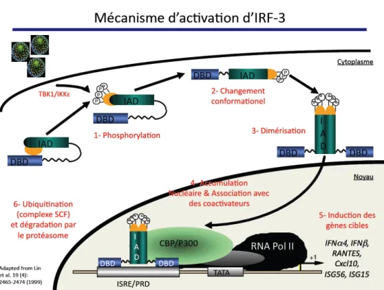 Figure 3 : Mécanisme d’activation du facteur de transcription IRF3 