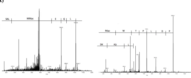 Figure 5 : Identification par spectrométrie de masse des lysines acétyles sur  IRF3 