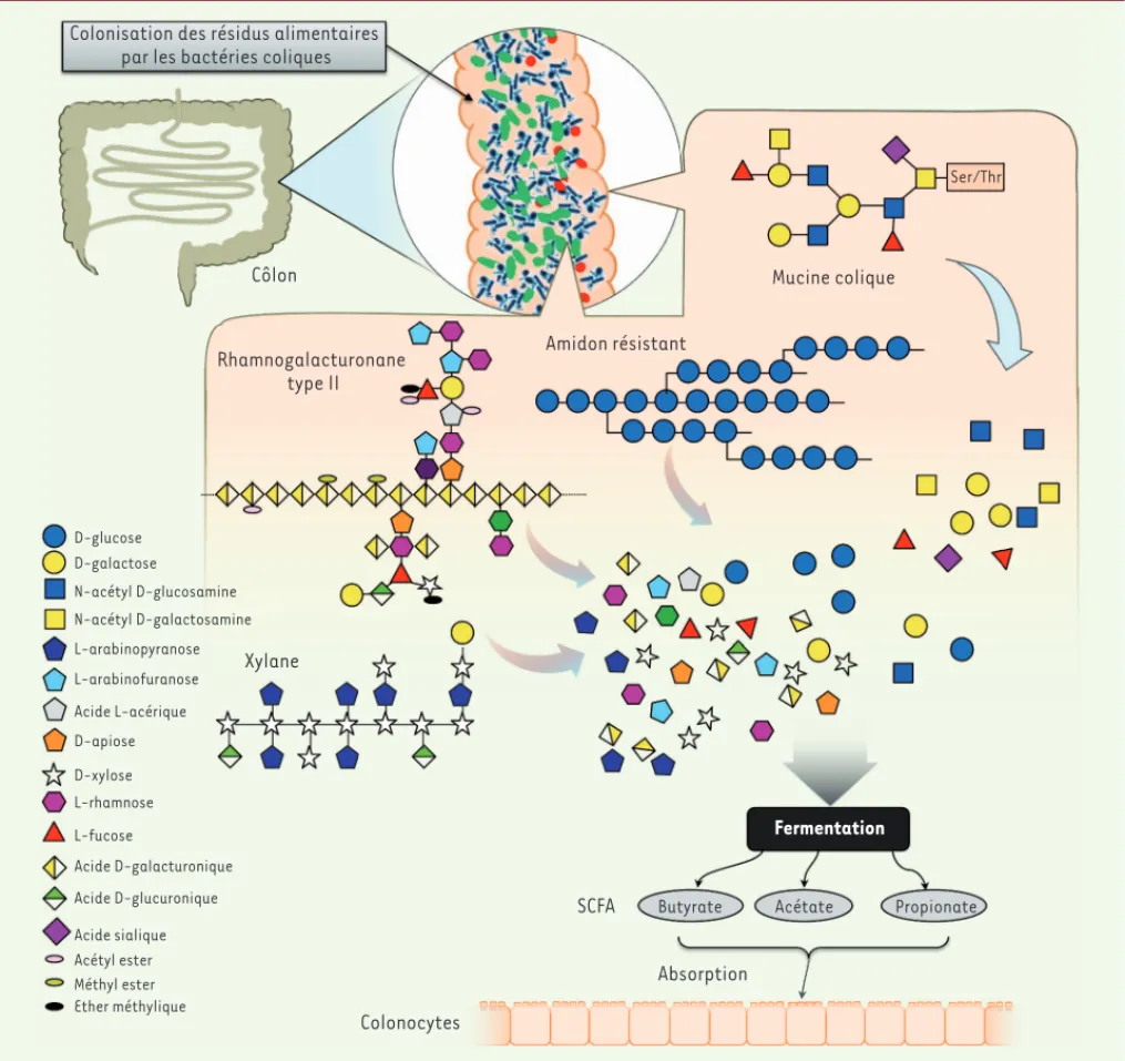 Figure 2. Digestion des sucres complexes par le microbiote intestinal. Hormis le lactose, le saccharose et la partie facilement digérable de l’amidon,  l’homme est incapable de digérer les nombreux polysaccharides de son alimentation, dont la figure montre