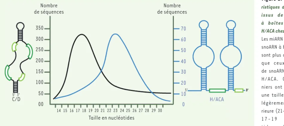 Figure 2.  Caracté- Caracté-ristiques des miARN  issus de snoARN  à boîtes C/D ou  H/ACA chez l’homme