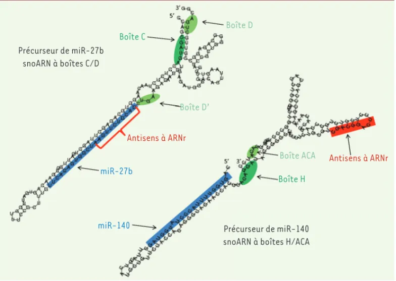 Figure 3.  Les précurseurs des  miARN 27b et 140 ressemblent  à des snoARN.  Les structures  secondaires des précurseurs  des miARN 27b et  miR-140 sont représentées, avec les  boîtes C/D ou H/ACA indiquées  en vert et la région antisens  complémentaire à 