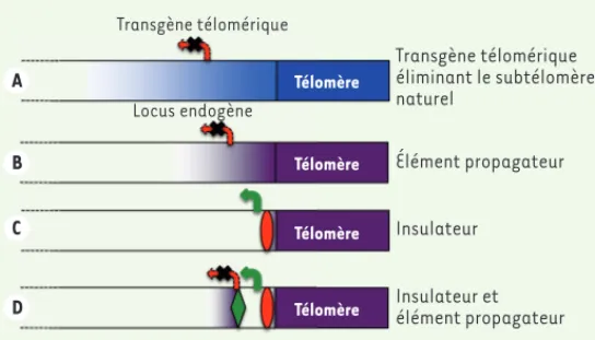 Figure 2. Propagation de l’hétérochromatine télomérique : systèmes expéri- expéri-mentaux et extrémités natives