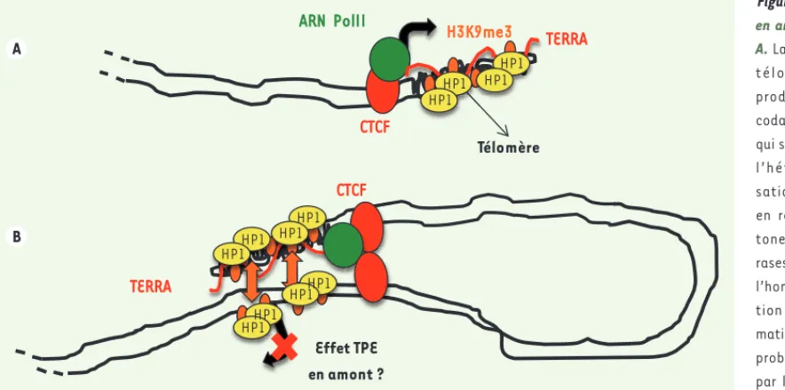 Figure 3.  Un effet TPE  en amont ou en trans ?  A. La transcription des  télomères humains  produit des ARN non  codants appelés TERRA  qui sont impliqués dans   l’hétérochromatini-sation des télomères  en recrutant des  his-tones  méthyltransfé-rases et 