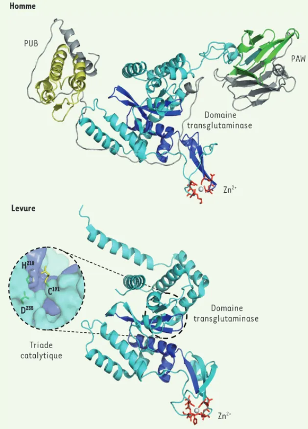 Figure 2. Comparaison des structures tridimensionnelles des PNGases de levure et humaine