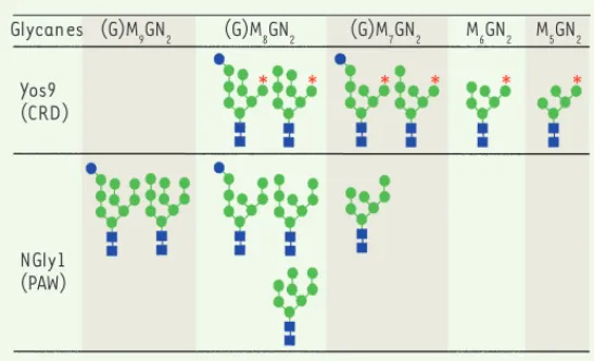Figure 4.  Les différentes structures oligosaccharidiques reconnues par le  domaine CRD de Os9p ou le domaine PAW de Ngly1p