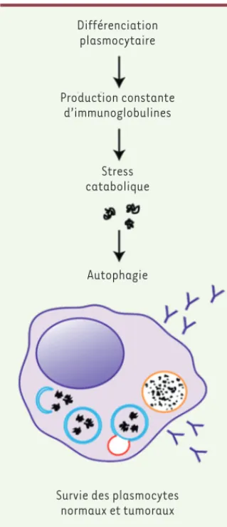 Figure 1.  L’autophagie constitutive régule le  stress métabolique des cellules plasmatiques  normales et tumorales