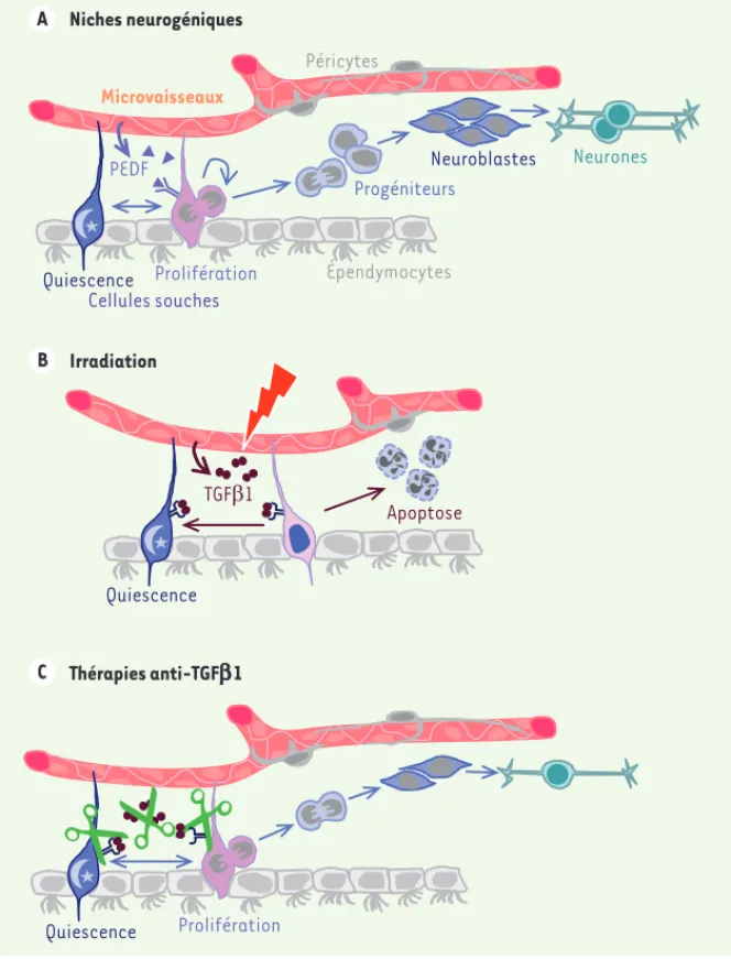 Figure 1. Le TGFb bloque la neurogenèse dans la niche des cellules souches. Les cellules souches  neurales de la zone sous-ventriculaire (ZSV) prolifèrent et se différencient donnant naissance  successivement à des progéniteurs et des neuroblastes qui migr